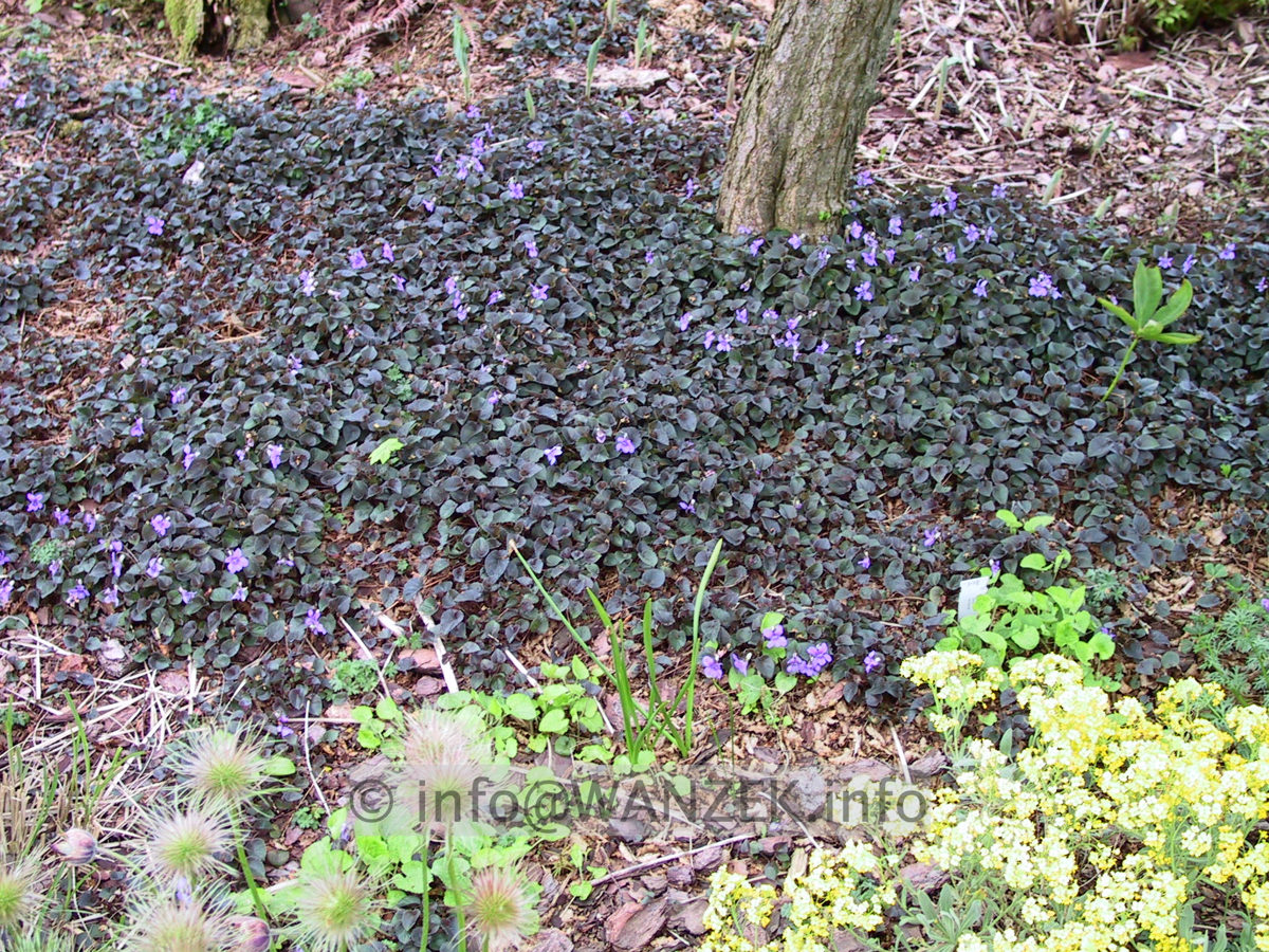 Viola labradorica 01.jpg